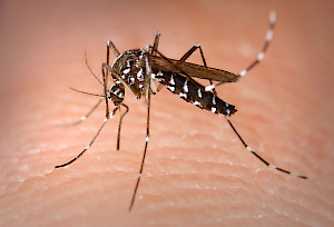Mosquito (Aedes albopictus)